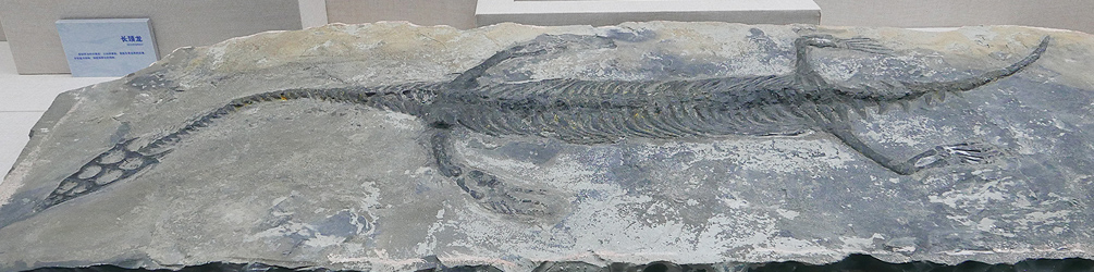 Keichousaurus fossil