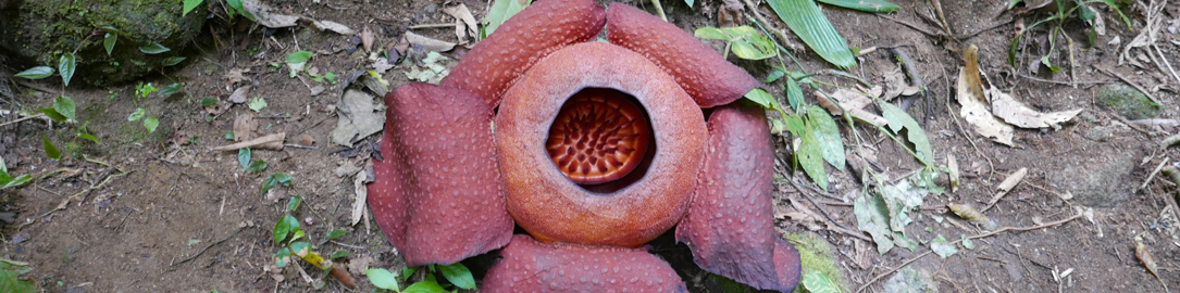 Rafflesia in bloom